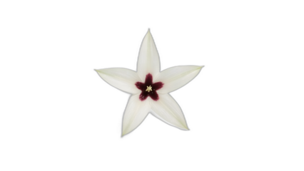 Photorealistic image of an Acidanthera flower isolated on transparent background. Star-shaped white petals with dark central pattern. Botanical macro with elegant form and natural lighting.