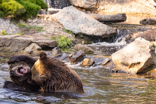 two Wild brown bear ,ursus arctos playing - Powered by Adobe