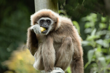 lar gibbon white-handed gibbon, an endangered primate in the gibbon family