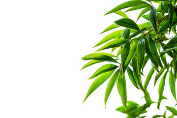 Obraz premium Vibrant green bamboo leaves gracefully swaying against a bright white background isolated on transparent background
