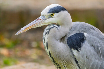 l gray heron . bird is several shades of grey with a long beak.