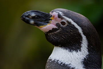 Humboldt Penguin, Colony Spheniscus humboldti