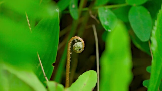 Unfurling Fern Frond Amidst Lush Green Foliage, Undisturbed by Wind