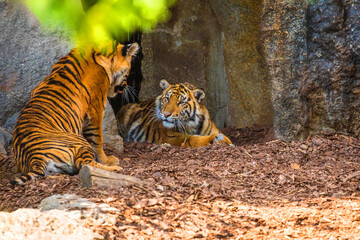 critically endangered Sumatran tiger