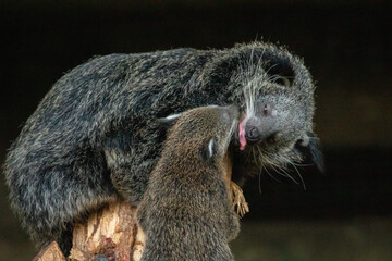 Binturong Arctictis binturong Adult sleeping at the top of a dead tree.