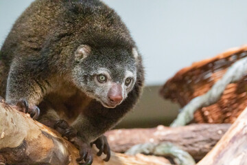 Bear cuscus, Phalanger Maculatus with baby on her back