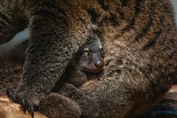 Bear cuscus, Phalanger Maculatus with baby on her back