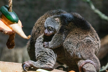 Bear cuscus, Phalanger Maculatus with baby on her back