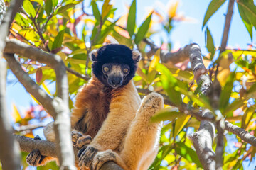 Endangered Coquerel Sifaka Lemur Propithecus coquereli Madagascar