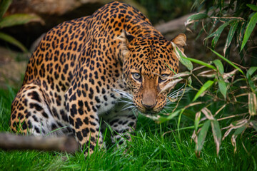 Male Javan leopard Panthera pardus melas of Java, Indonesia.