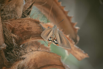Paysandisia archon, le Papillon du palmier ou Castnide du palmier, en gros plan