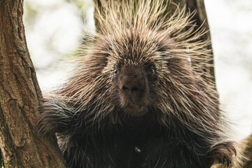 North American Porcupine Erethizon Dorsatum standing tree