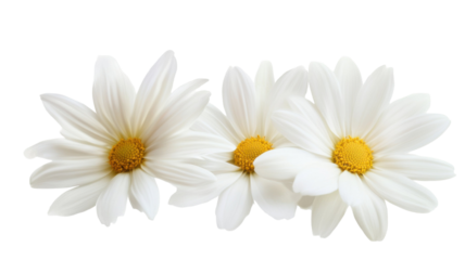 White Flowers Blooming in Soft Focus on White Background