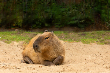 Capybara Kapibara Hydrochoerus hydrochaeris