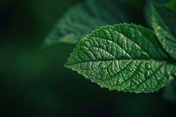 Vibrant green leaf with water drops glistening, showcasing nature's intricate details and textures
