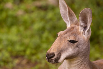 Portrait of an Australian medium sized kangaroo in selective focus