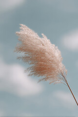 single wheat spike against gray sky with soft clouds minimalistic style