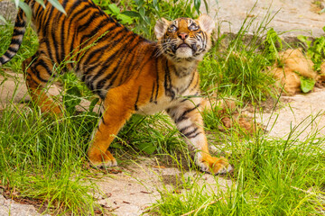 Sumatran tiger family with two little cubs