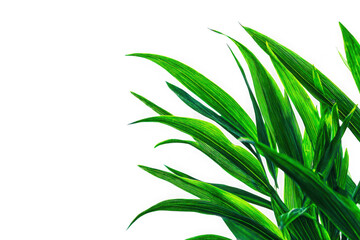 Naklejka premium Vibrant green grass blades with delicate veins isolated on transparent background