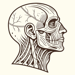 woodcut-illustration-of-an-anatomical-human-head-- (1)