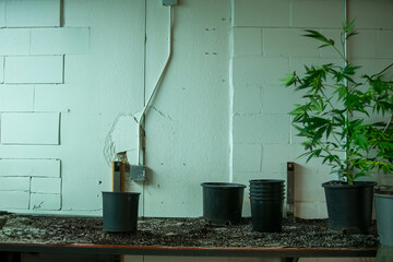 Marijuana Processing THC Derivative