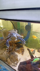 Red-eared Slider Turtle in a Home Aquarium