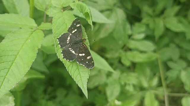 The Poplar Ribbon Butterfly (Pestocyrtis variabilis) on leaf