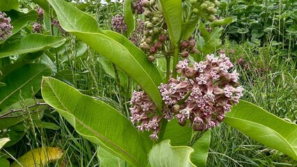 Obraz premium Flowering Common Milkweed (Asclepias syriaca) Amidst Green Leaves