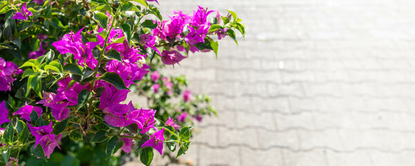 Vibrant bougainvillea flowers blooming against textured stone pathway in sunlight. Floral banner.