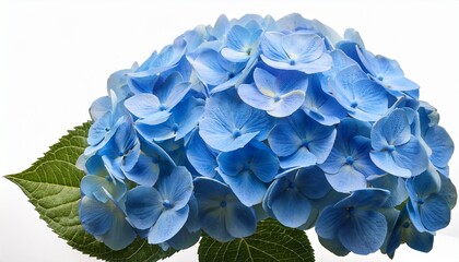 blue hydrangea flower close up isolated on transparent background