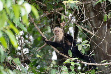White-faced capuchin monkeys, also known as white-faced monkeys, are a common and easily seen...