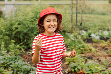 Little girl picking strawberry and eats enjoy juicy ripe on a garden