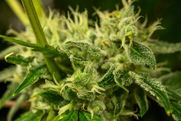 Marijuana Processing THC Derivatives