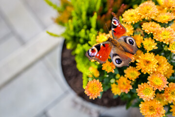 Gentle Pause — Butterfly Resting on Vibrant Flowers