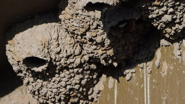 Many Cliff Swallows fly around a mud nest under the eave of a building, with sound 3