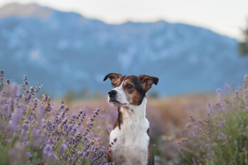 A curious dog explores a rocky terrain covered in blooming lavender, with mountains in the...