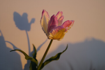 Golden Bloom — Flower in Warm Sunset Light