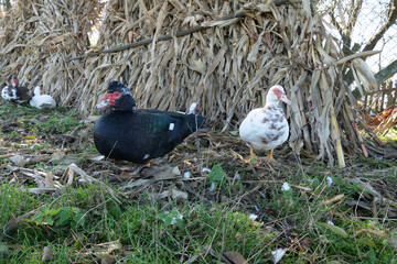 Domestic ducks on the farm. Care and breeding of ducks.