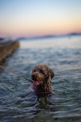 cute labradoodle in the Adriatic Sea