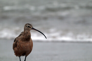Sea bird close-up. Left view. The ocean in the background is gray