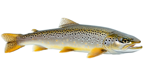 Clean image of brown trout, full body profile isolated on white transparent background