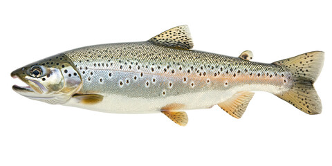 Obraz premium Realistic trout fish with detailed texture and natural colors isolated on white transparent background