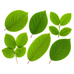 Realistic blueberry and kiwi leaves set with natural textures, isolated on transparent background PNG