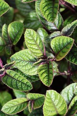green leaves with purple details