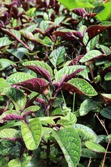 green leaves with purple details