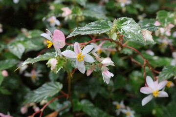 beautiful, tiny, pinkish flowers