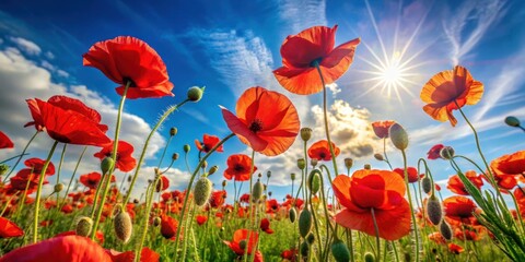 Fototapeta premium Vibrant Red Poppies Flourishing Under a Bright Sunny Sky, a Field of Blossoms Reaching for the Sun's Rays