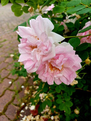 Beautiful blossoming pink roses in a garden during sunny weather in early spring