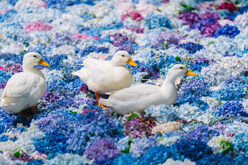 紫陽花の水中華に浮かぶアヒル