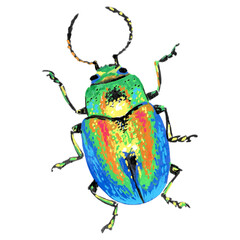 Illustrated colorful beetle on transparent background, painted bug with bold bright colours